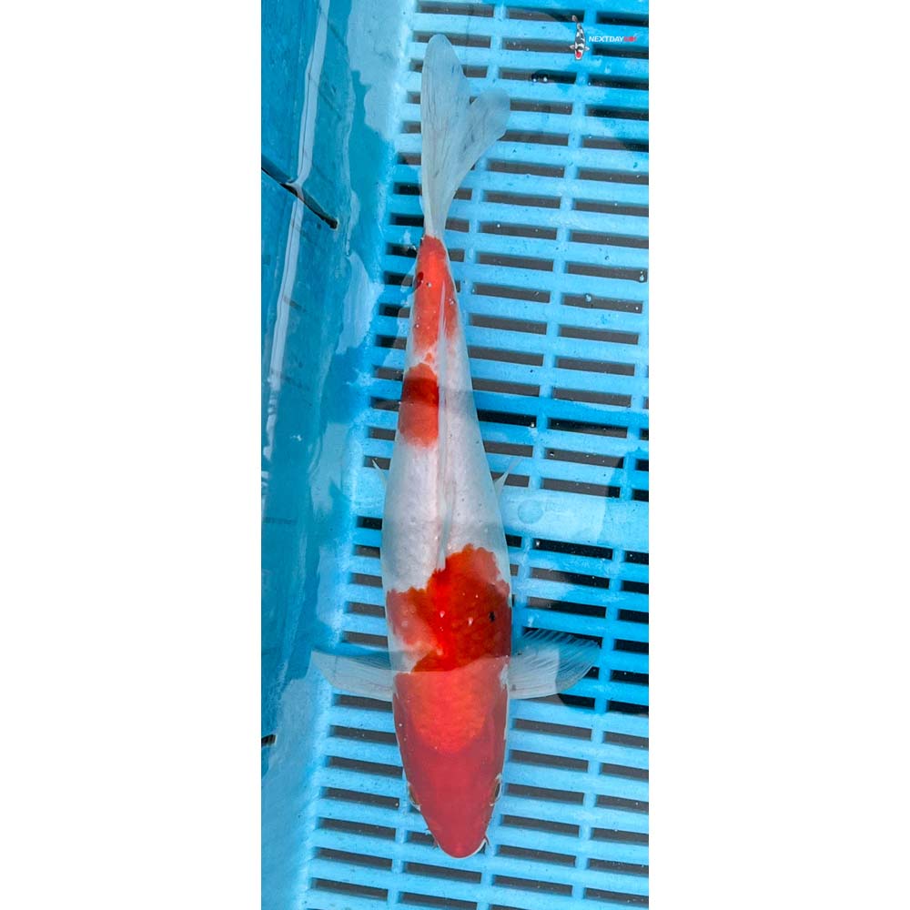 10-12” Imported Kohaku