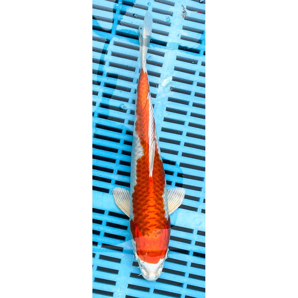 10-12” Imported Hariwake
