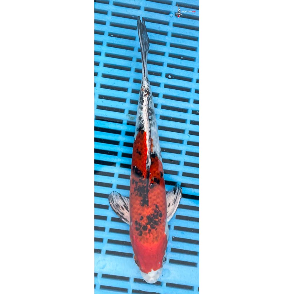 10-12” Imported Yamato Nishiki