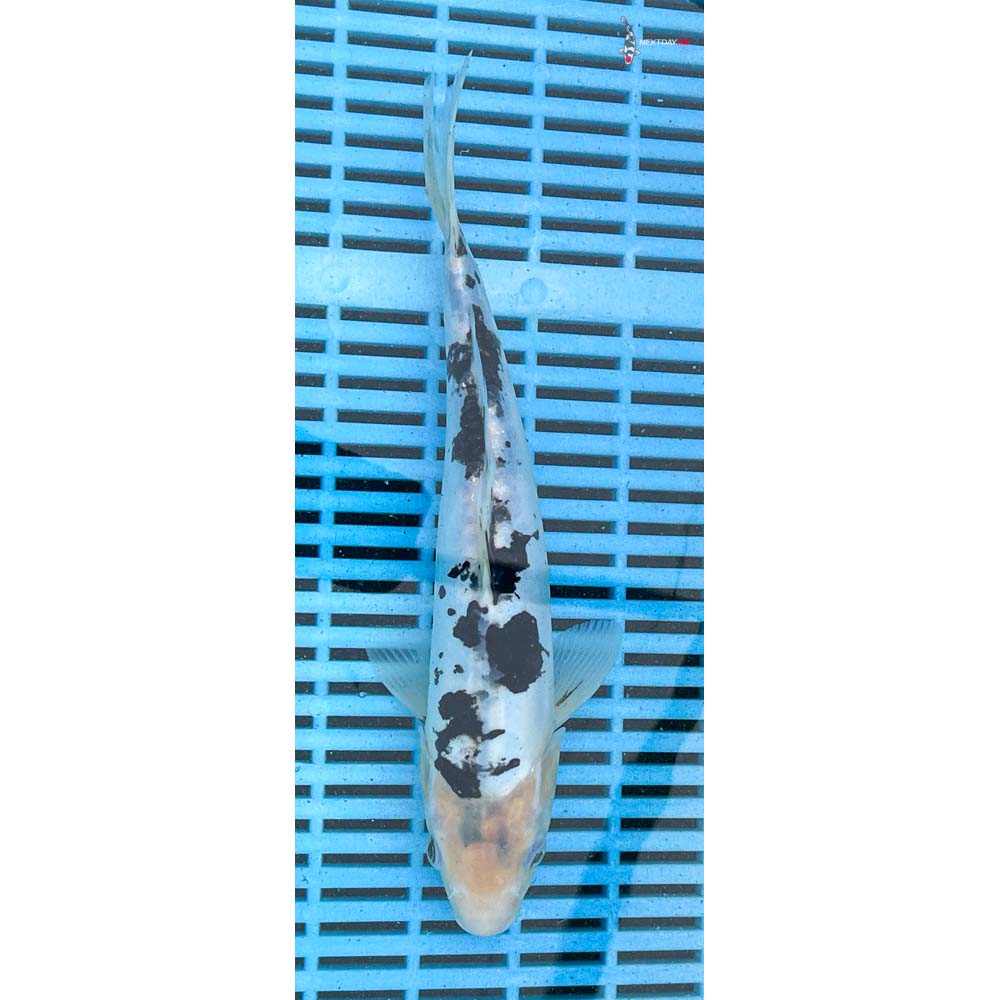 10-12” Imported Doitsu Gin Rin Shiro Bekko