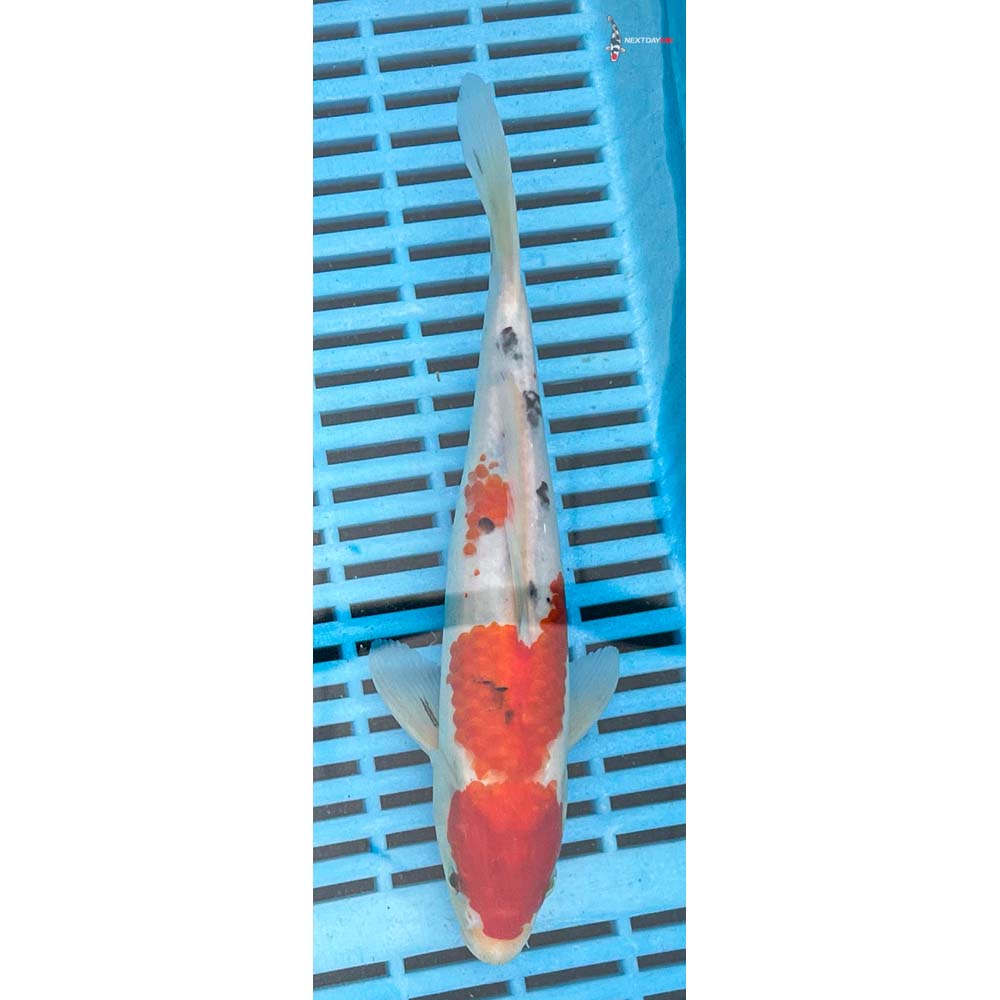 10-12” Imported Sanke