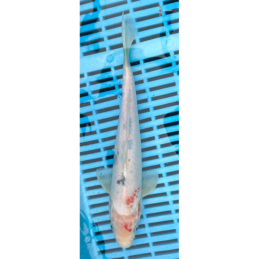 10-12” Imported Sanke