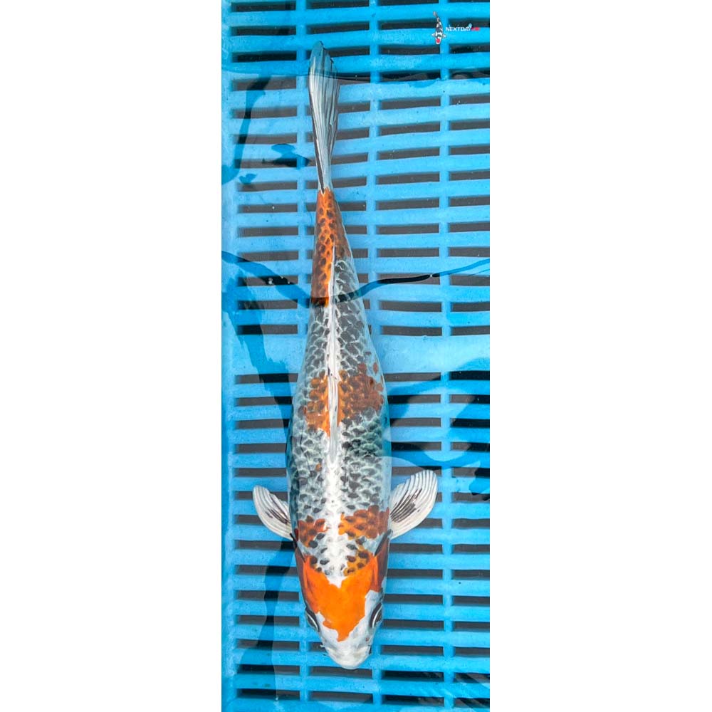 10-12” Imported Kujaku