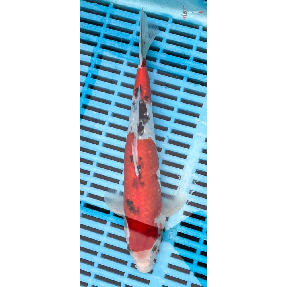 10-12” Imported Gin Rin Sanke