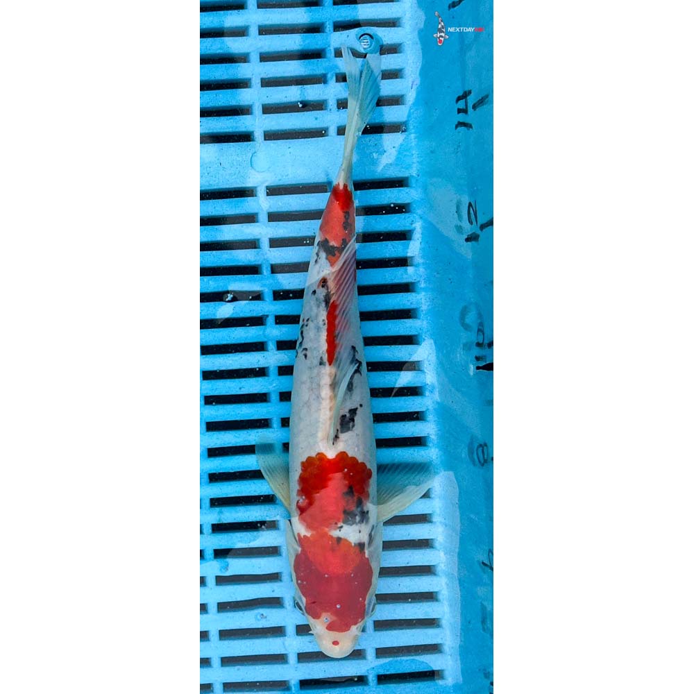 10-12” Imported Sanke