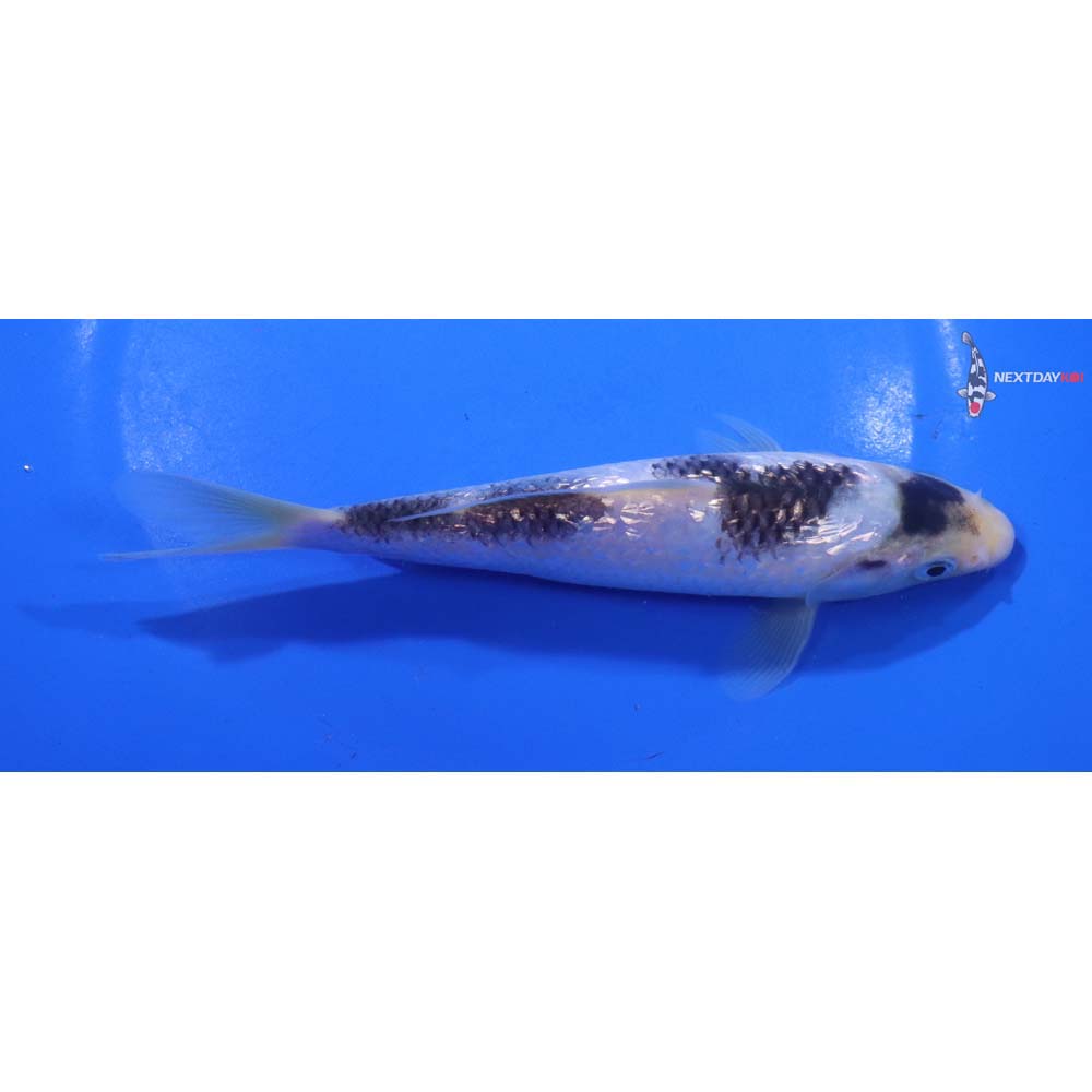 6” Imported Gin Rin Shiro Bekko