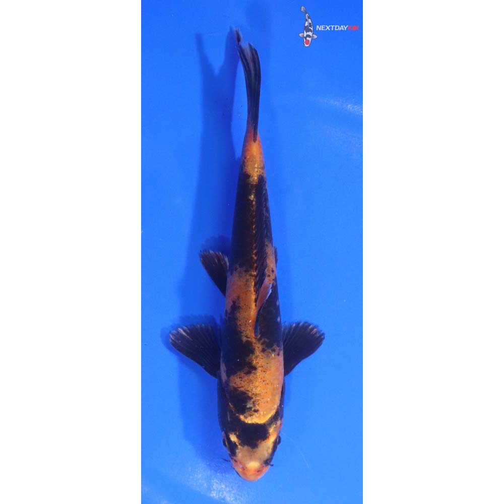6” Imported Kin Hi Utsuri