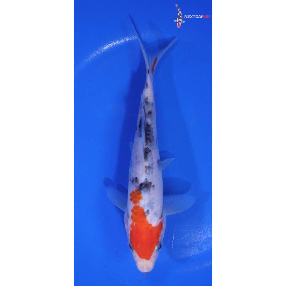 6” Imported Sanke