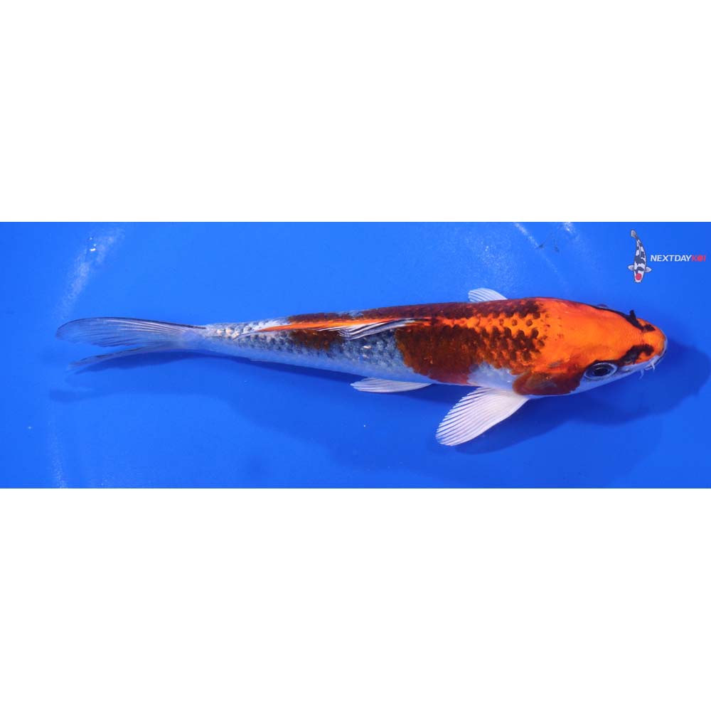 6.5” Imported Kujaku
