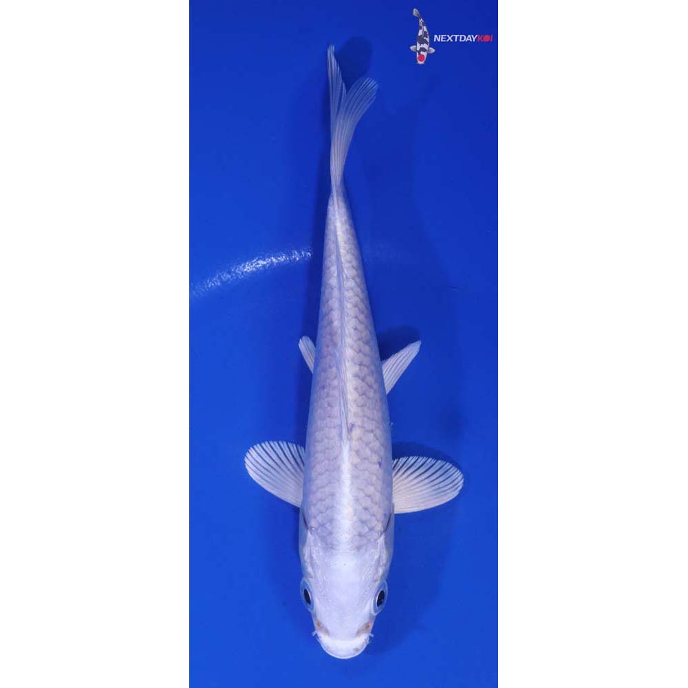 5.5” Imported Platinum Ogon