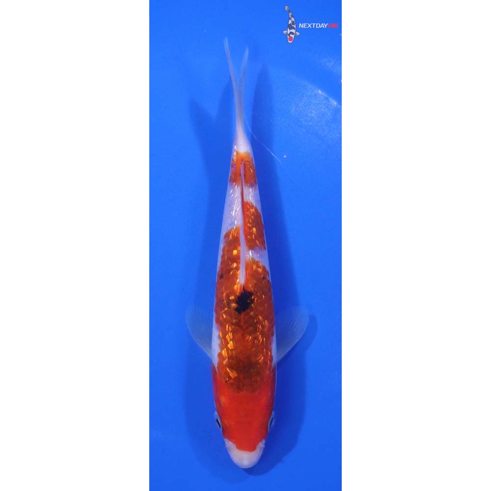 6.5” Imported Gin Rin Sanke