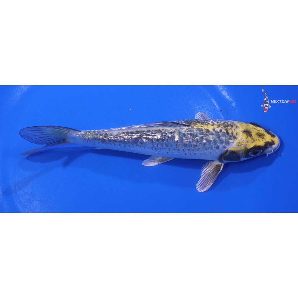 6.5”  Imported Gin Rin Kujaku