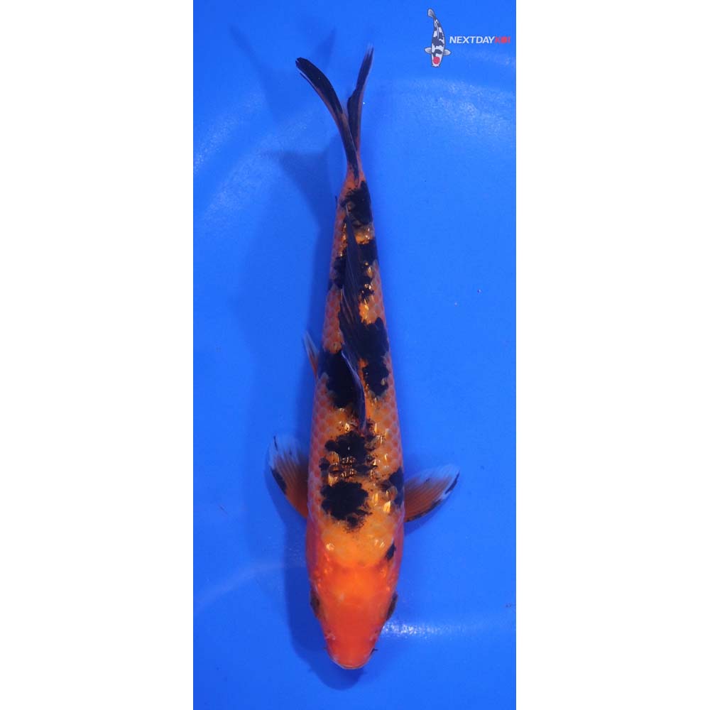 6.5” Imported Aka Bekko