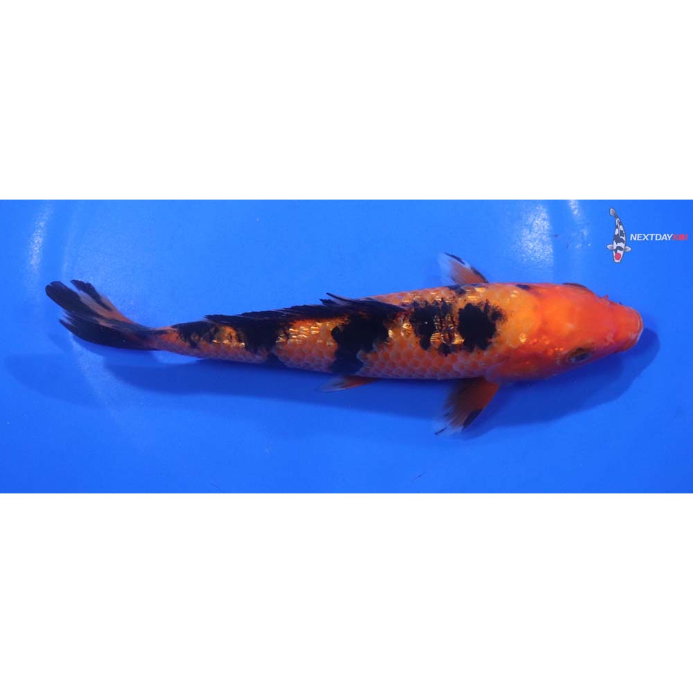 6.5” Imported Aka Bekko
