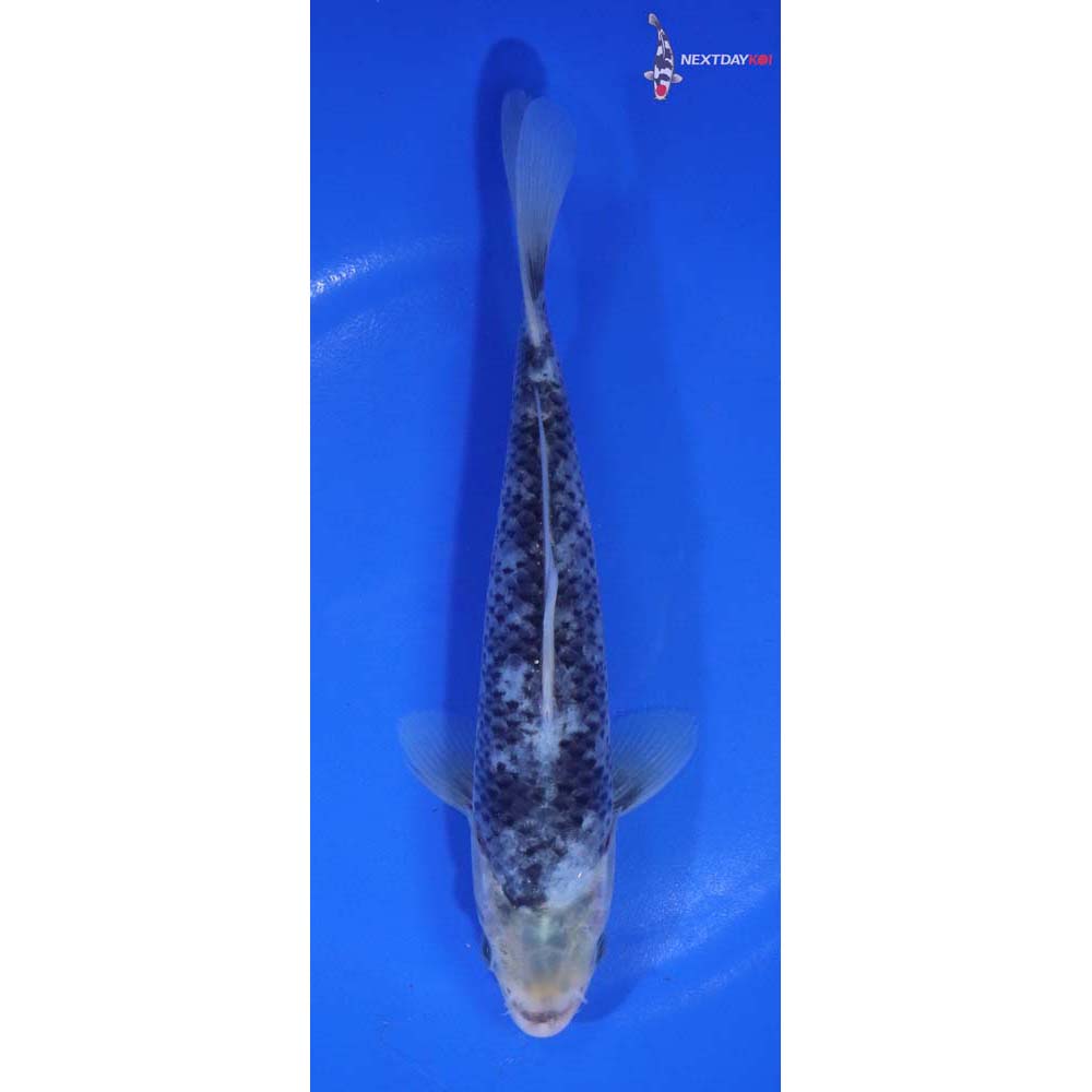 7” Imported Matsukawabakke