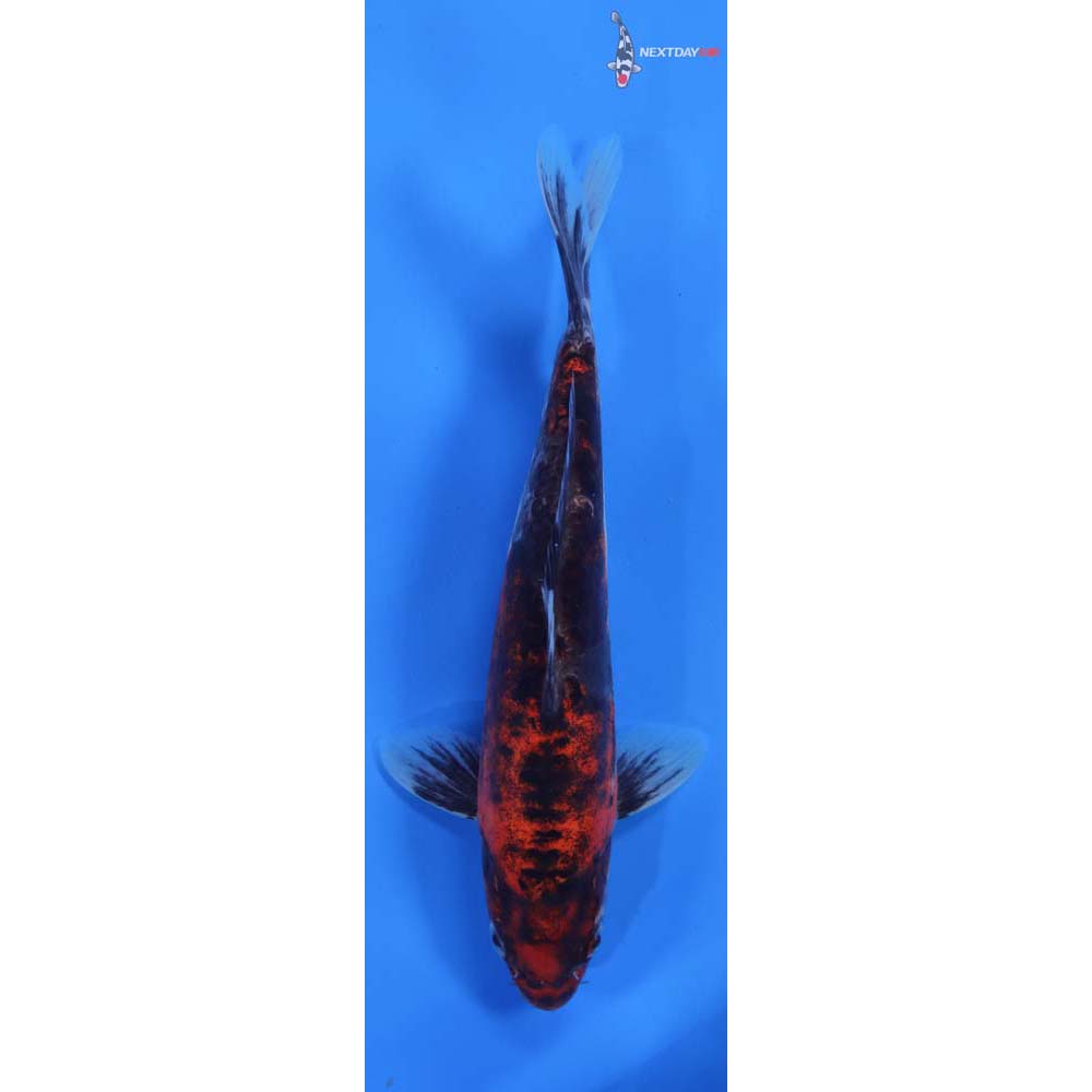 9.5” Imported Doitsu Goshiki