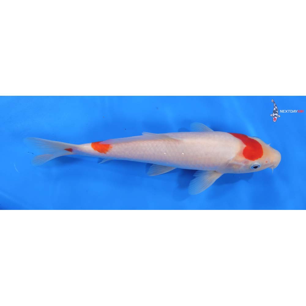 10” Imported Kohaku