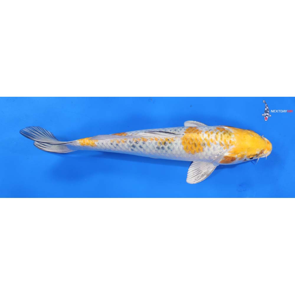 10” Imported Yamato Nishiki