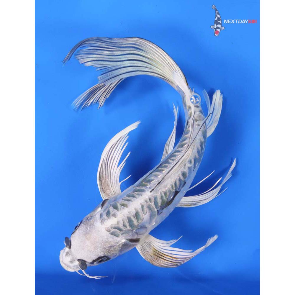 10” Imported Kikokuryu Butterfly Koi