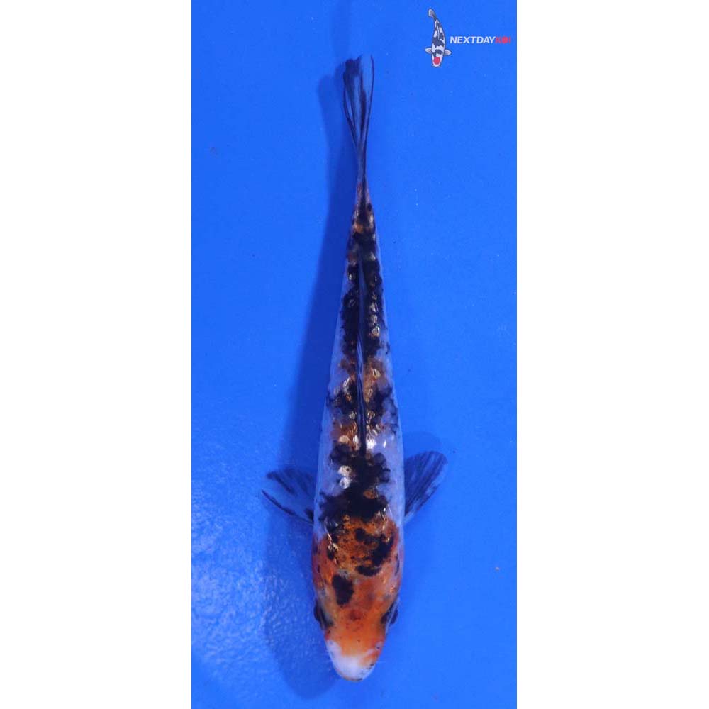3.5” Imported Gin Rin Sanke