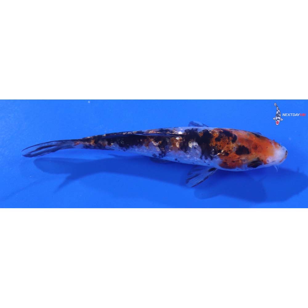 3.5” Imported Gin Rin Sanke