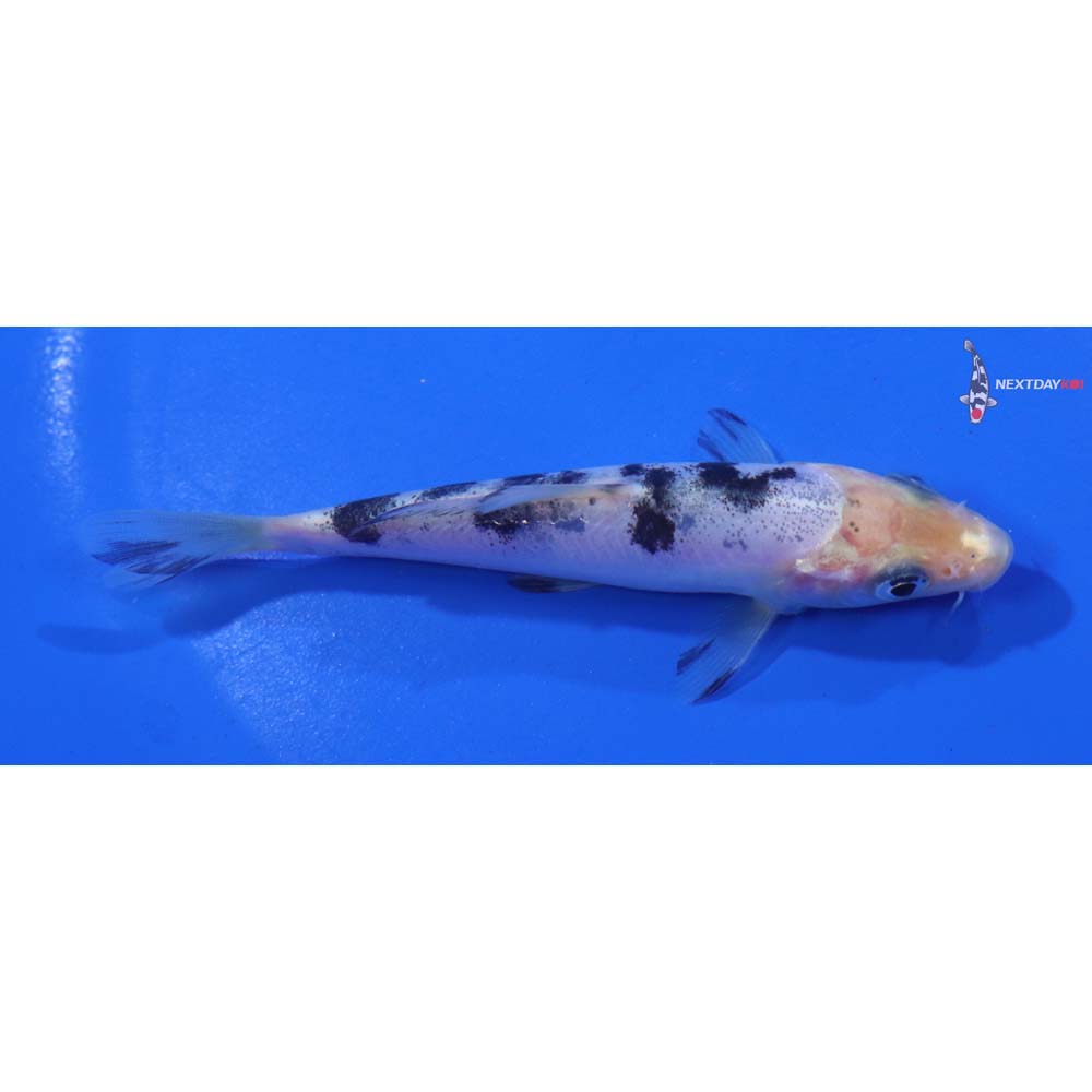 4” Imported Doitsu Shiro Bekko