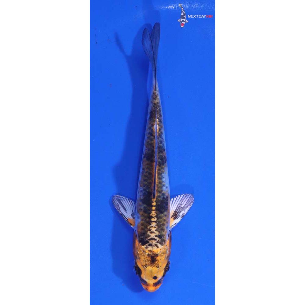 4.5” Imported Yamato Nishiki