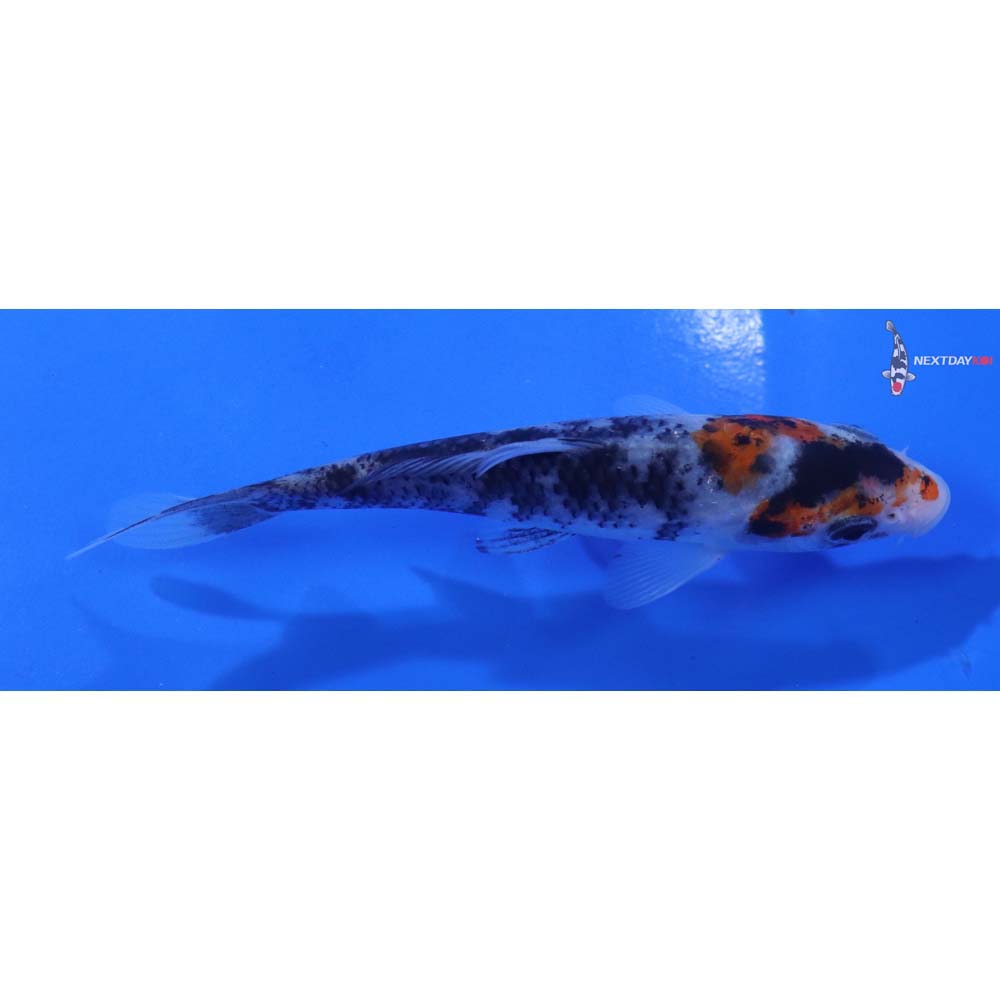 4.5” Imported Beni Matsukawabakke