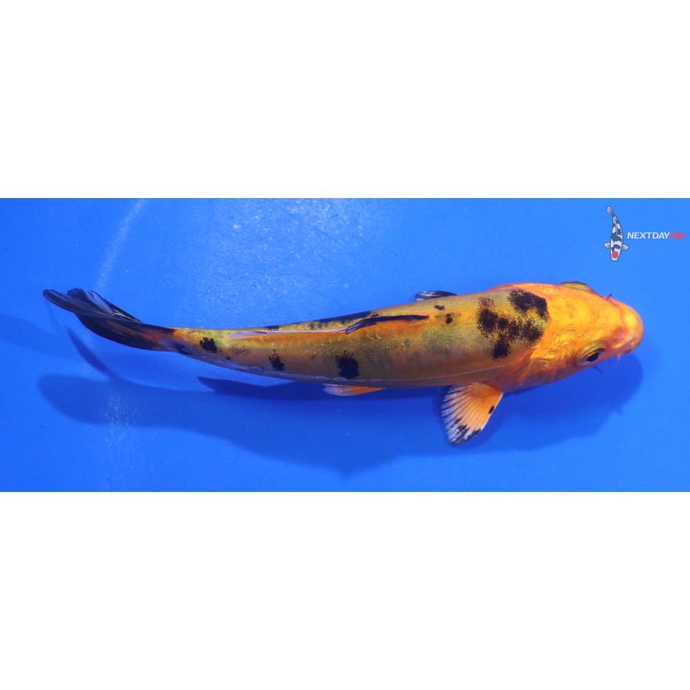 4.5” Imported Doitsu  Kin Aka Bekko