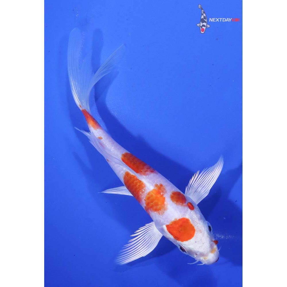 5.5” Imported Hariwake Butterfly Koi