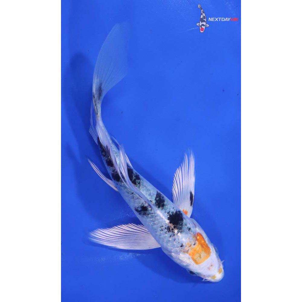 5.5” Imported Yamato Nishiki Butterfly Koi