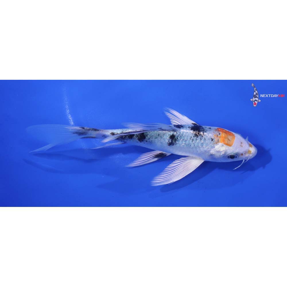 5.5” Imported Yamato Nishiki Butterfly Koi