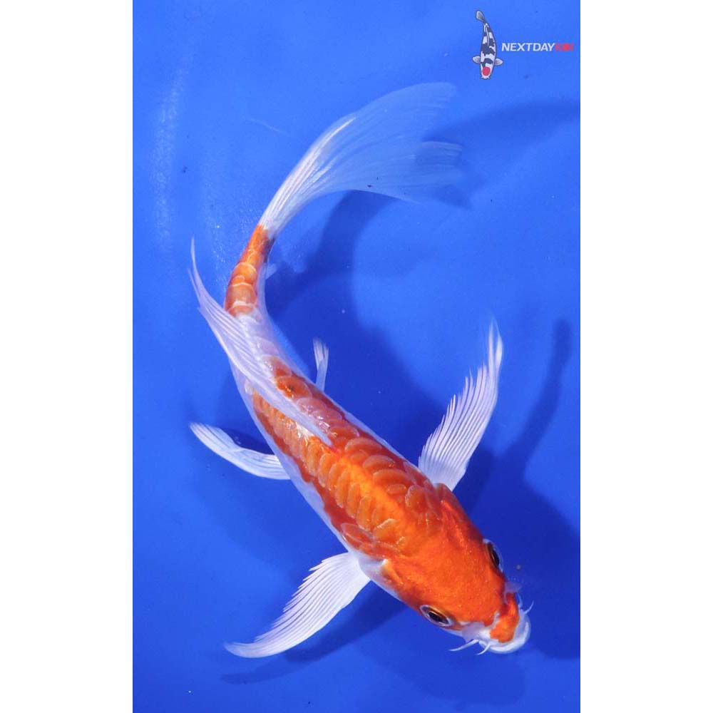 5.5” Imported Kikusui Butterfly Koi