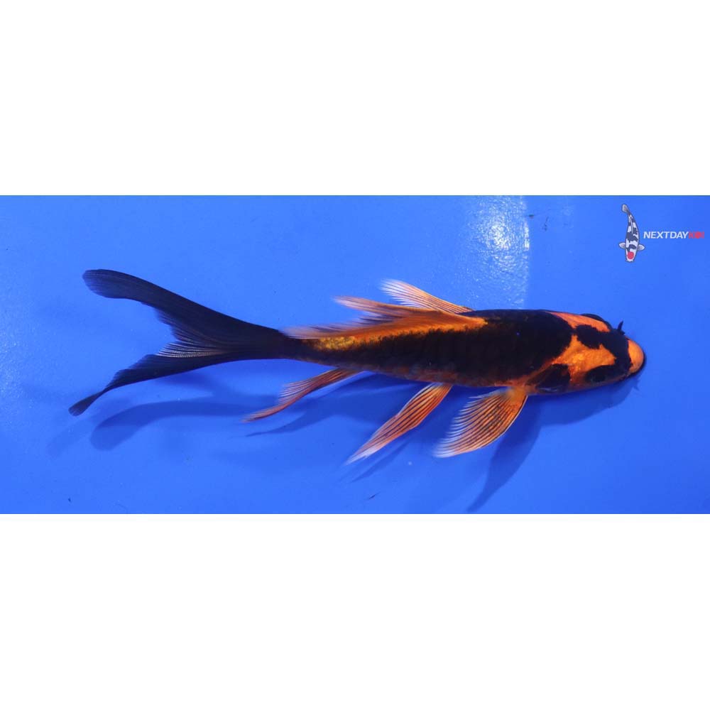 5” Imported Armor Scaled Orenji Matsuba Butterfly Koi