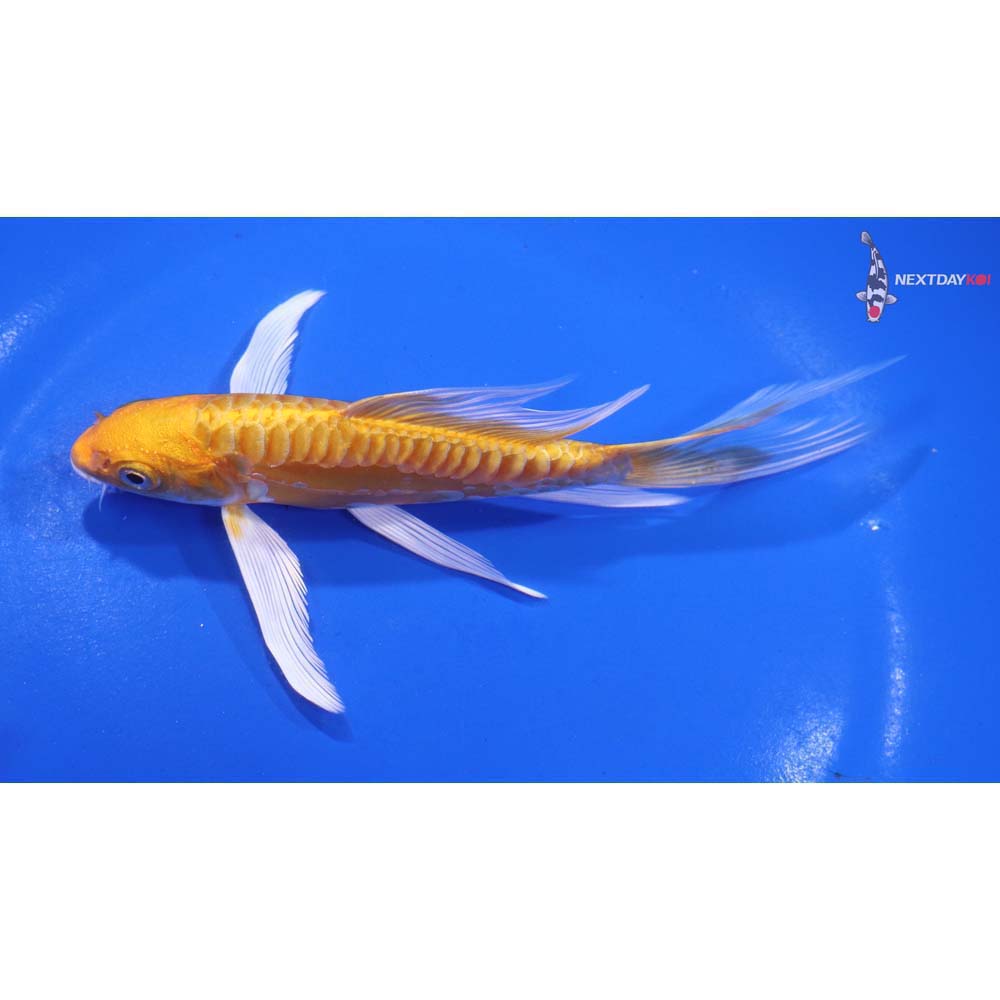 5.5” Imported Doitsu Yamabuki Ogon Butterfly Koi