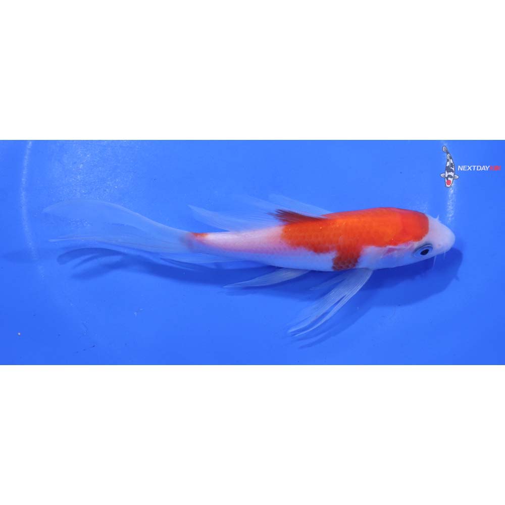 5.5” Imported Kohaku Butterfly Koi