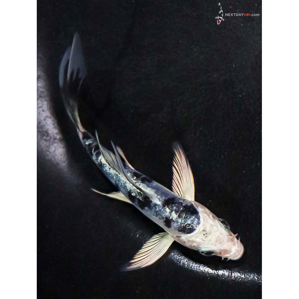4” Imported Doitsu Blue Gin Shiro Bekko Butterfly Koi