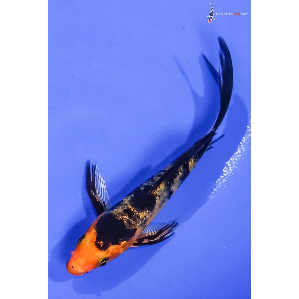 4” Imported Aka Bekko Butterfly Koi