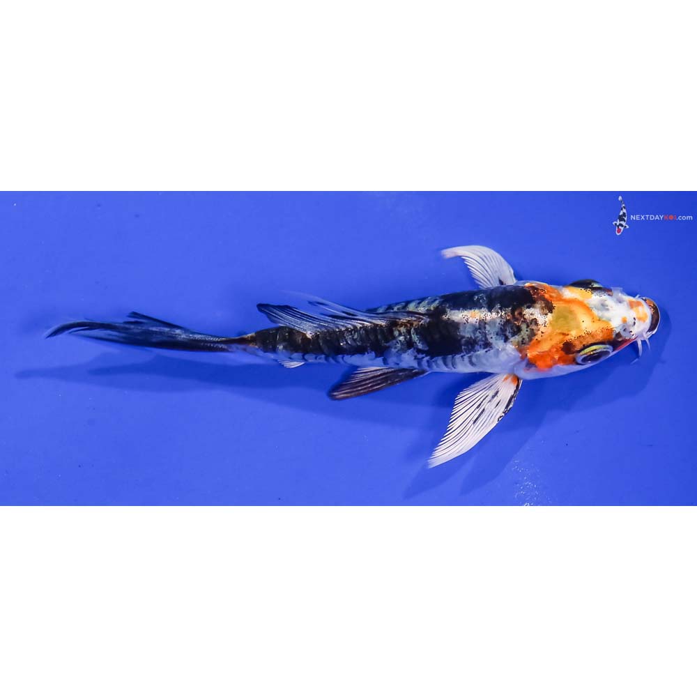 4.5” Imported Kin Kikokuryu Butterfly Koi