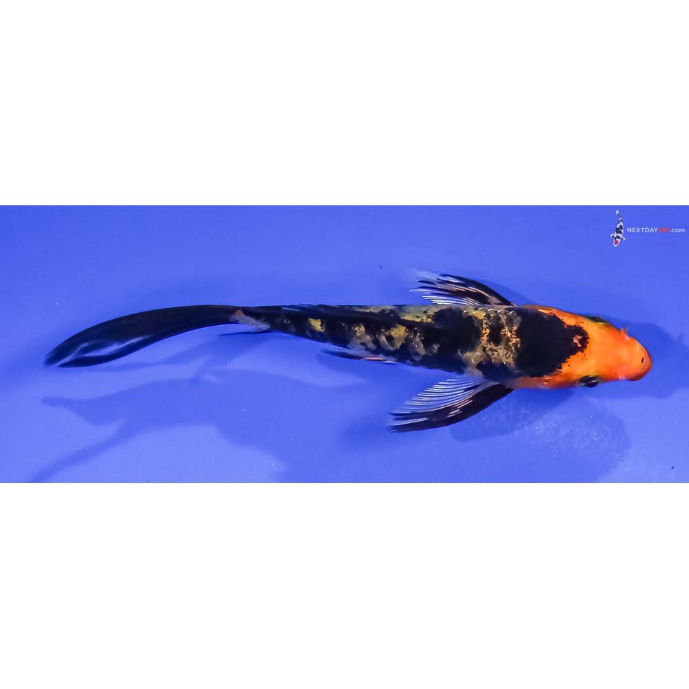 4” Imported Aka Bekko Butterfly Koi