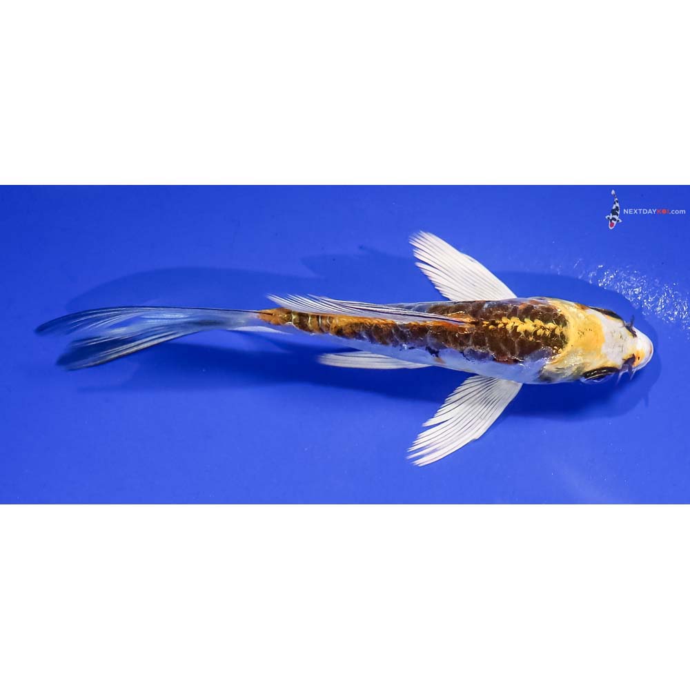 4.5” Imported Kin Kikokuryu Butterfly Koi