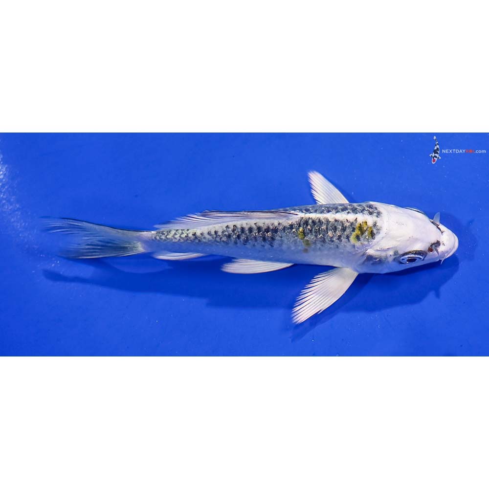 4.5” Imported Gin Rin Kujaku Butterfly Koi