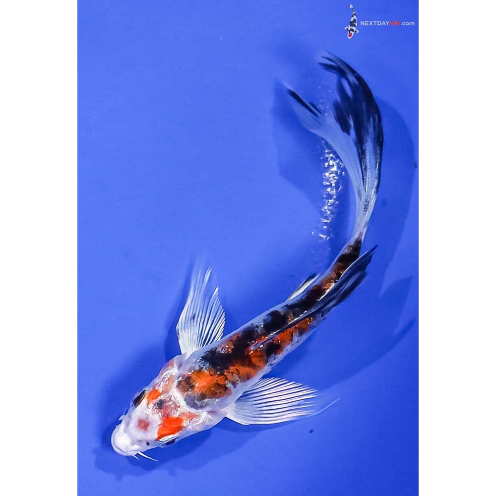 5” Imported Heisei Nishiki Butterfly Koi