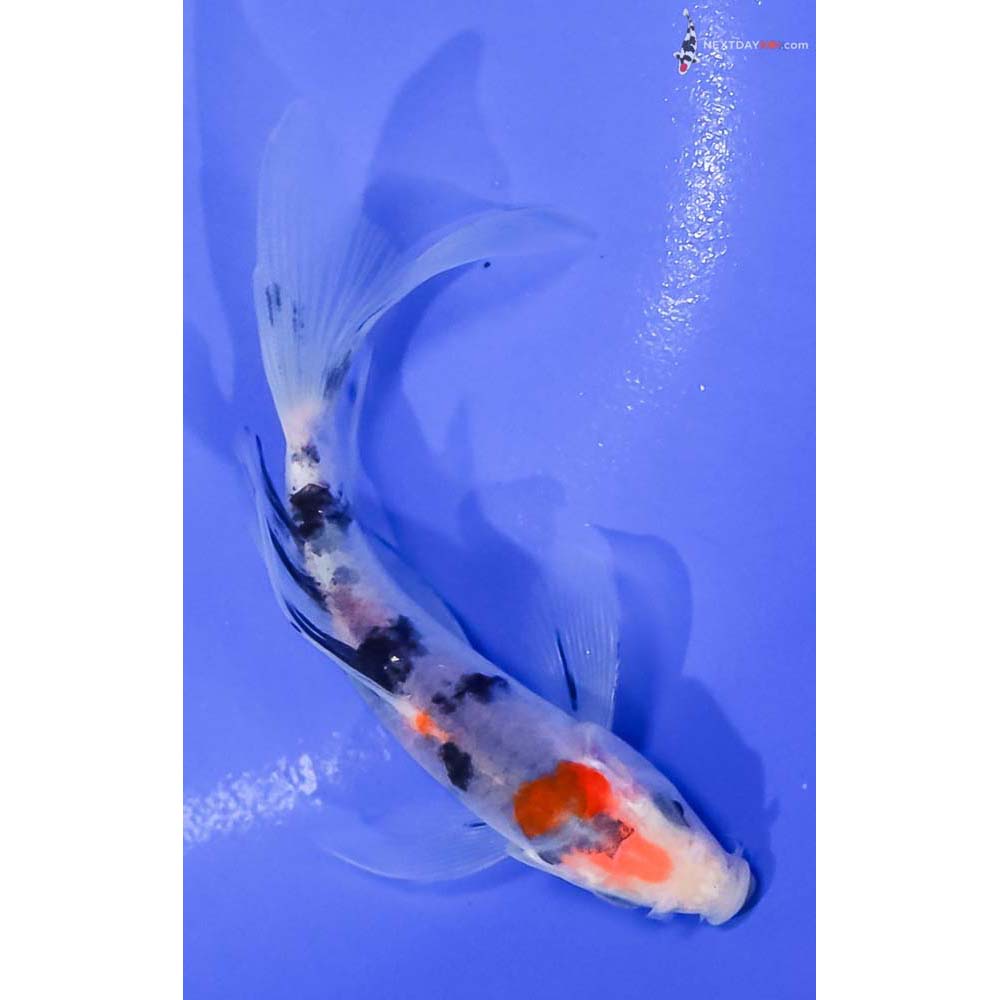 5” Imported Sanke Butterfly Koi