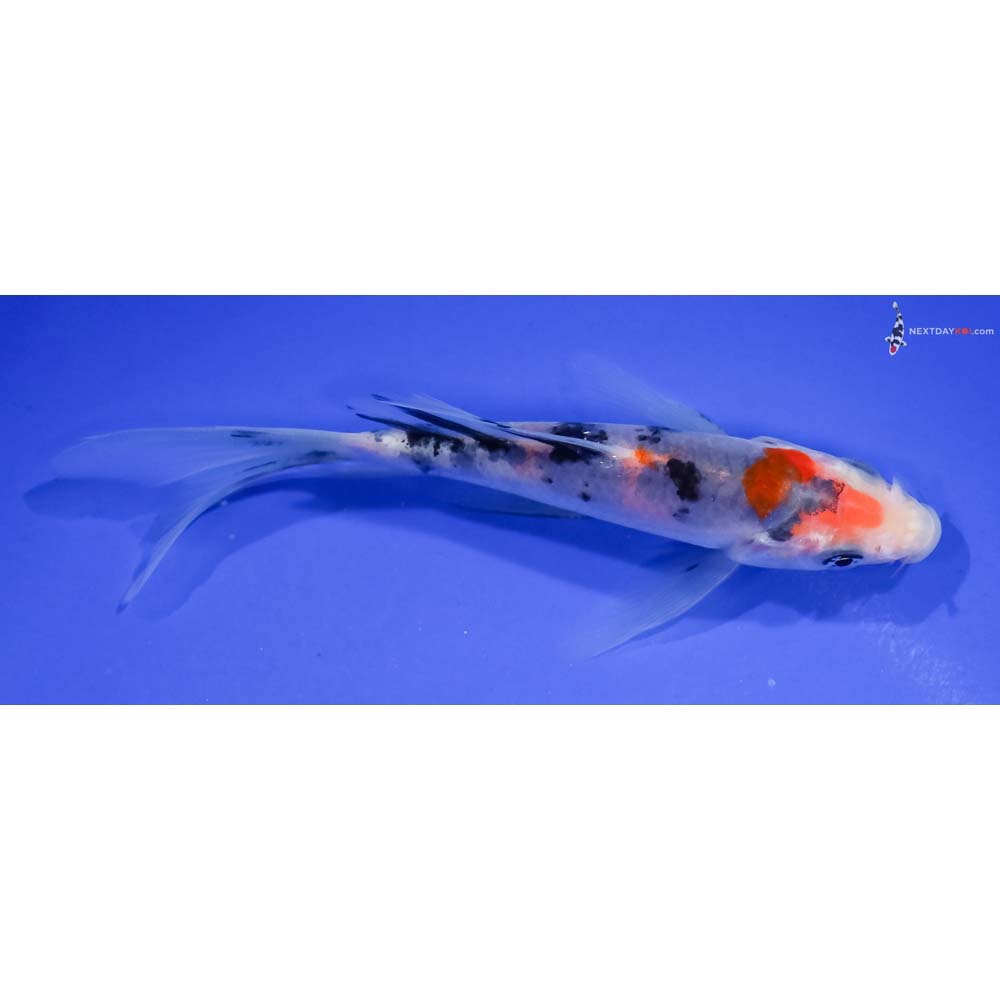 5” Imported Sanke Butterfly Koi