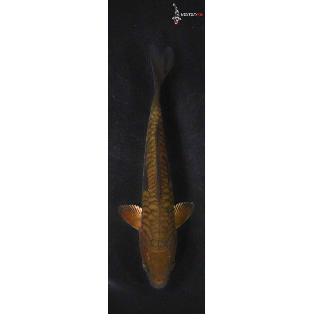 5.5” Imported Armor Scaled Chagoi