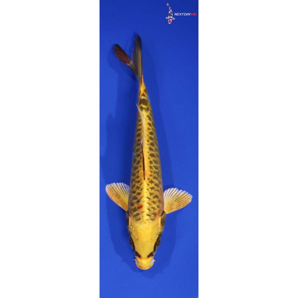 5.5” Imported Armor Scaled Ki Matsuba