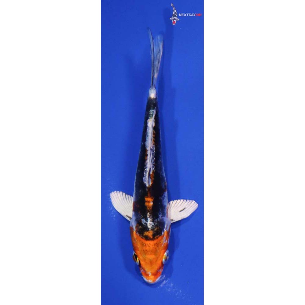5.5” Imported Kin Kikokuryu