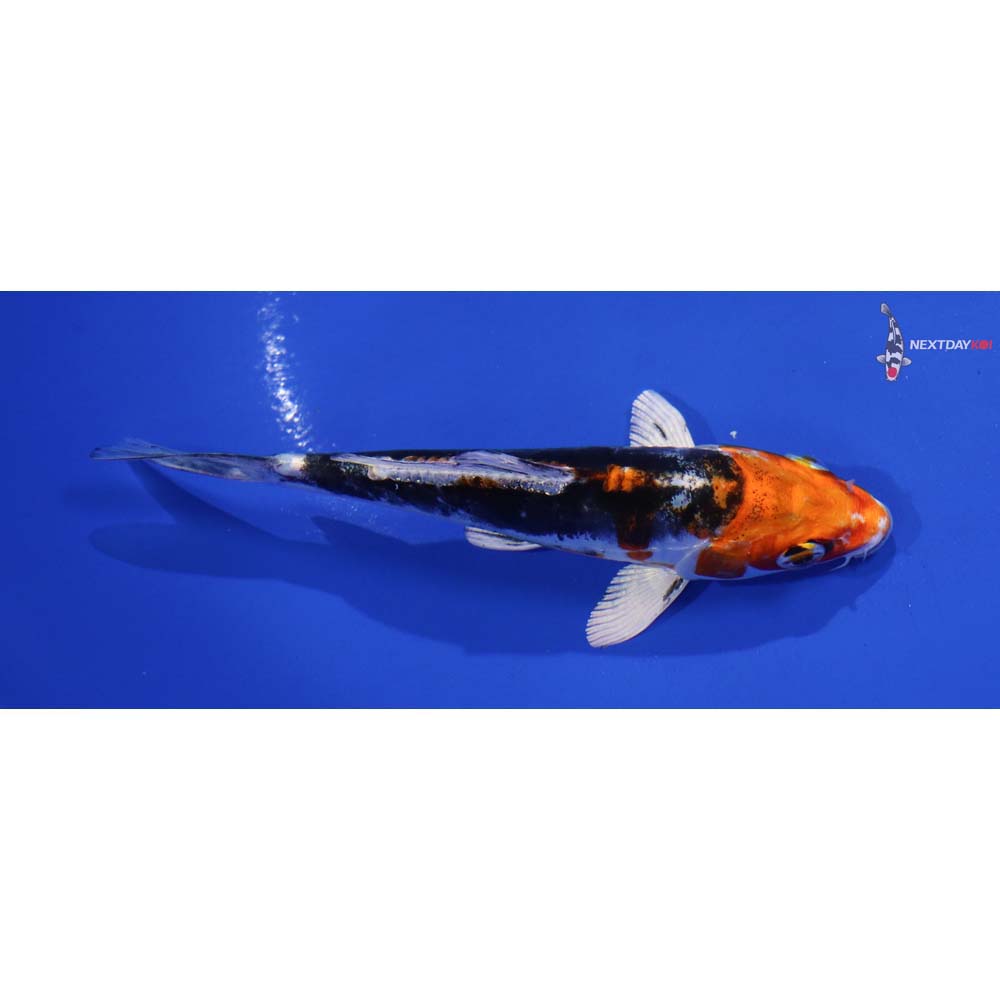 5.5” Imported Kin Kikokuryu