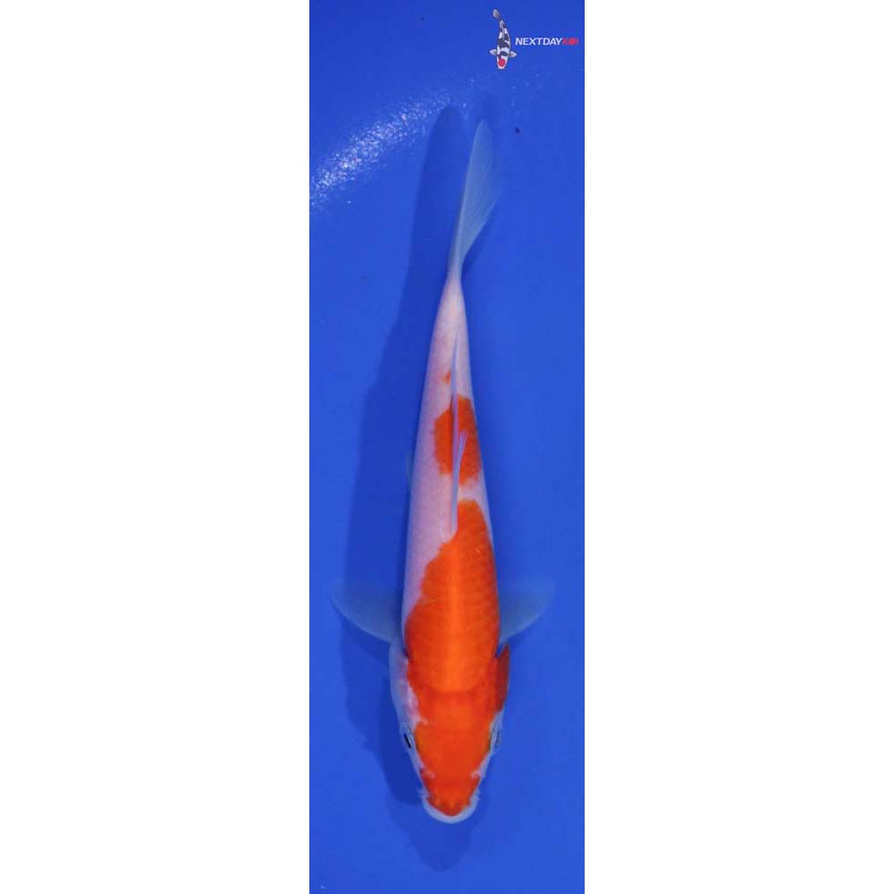 5.5” Imported Kohaku